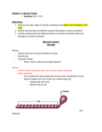 KINS 1223 Chapter 11: Muscle tissue notes