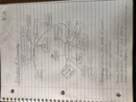 Anthropology 215