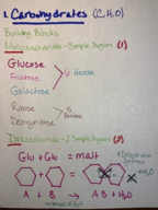 Biology 430 notes, week 1