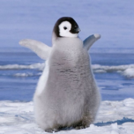 Penguin 