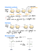 Bio week 2 notes