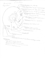 Brief Animal Cell and Plasma Membrane Overview