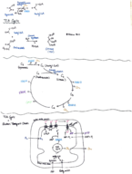 BSCI 1510 Week 5 Notes