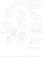 BIO 201 Week 5: Mapped Notes of Protein Synthesis, DNA Replication, Mitosis and Cancer