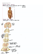 Peripheral Nervous System