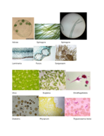 Microscope images for Pre-Practical lab 