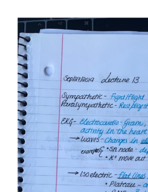 cardiac physiology 