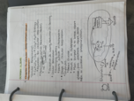 General Biology- Chapter 9 notes 