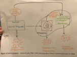 Bio 2112- week 7 Notes 