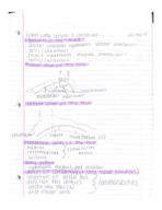Lower Limb Notes Week 2