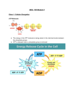 BIOL 198 Module 5 Class 1: Cellular Energetics