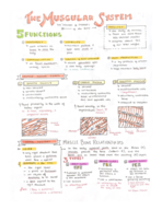 Muscular System
