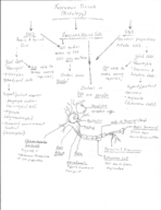 Nervous Histology Map
