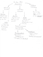 Neurons and Action Potential & PNS Divisions