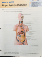 Review Sheet Organ System Overview Answers