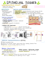 Anatomy of Epithelial Tissues