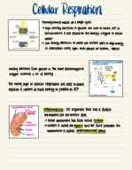 Bio Sci 93, wk 4, day 1 (Cellular Respiration)