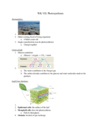 WK 7 Photosynthesis