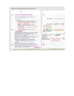 Anatomy & Physiology Muscle Contraction Notes