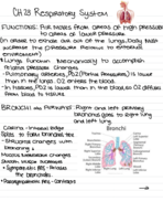 Anatomy and Physiology Week 8: Respiratory System