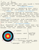Bone Physiology Study Guide
