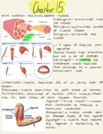 Gross Muscle Anatomy