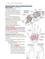 Illustration, Anatomy - Week 12: Muscles of Hand and Foot
