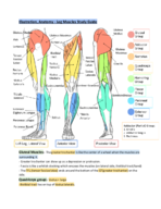 Illustration, Anatomy - Leg Muscles Study Guide