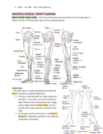 Illustration, Anatomy - Week 3: Leg Bones