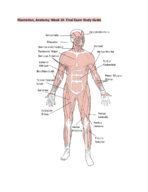 Illustration, Anatomy - Week 14: Final Exam Study Guide