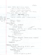 EEB 240- Human Anatomy Continued nervous system