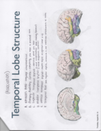 Notes Week 4 - Brain, Neuron, Synapse