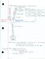 Physiological Systems Week 2 Notes