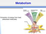 FDNS Metabolism Notes